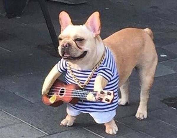 This-ukulele-playing-dog cropped